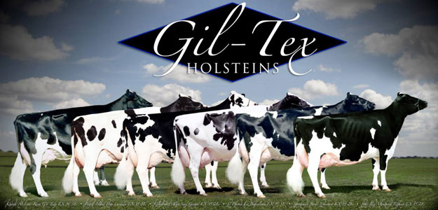 Gil-Tex Holsteins