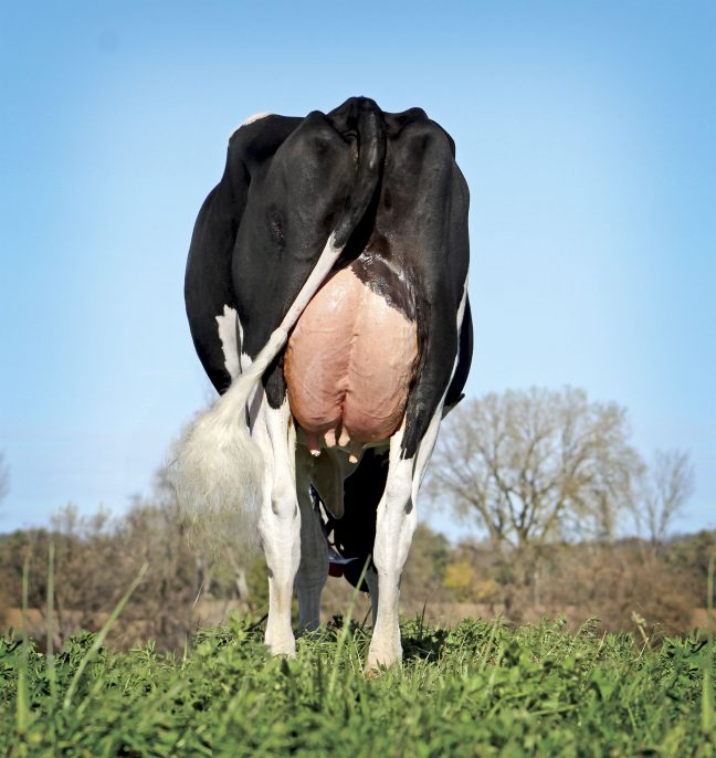 Ocean View Atwood Sicily rear udder