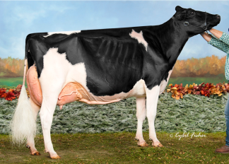 Weeks Dundee Anika EX-97