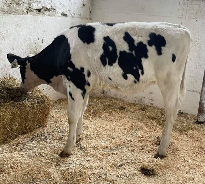 SECOND CHOICE OF THREE SELECT HEIFERS