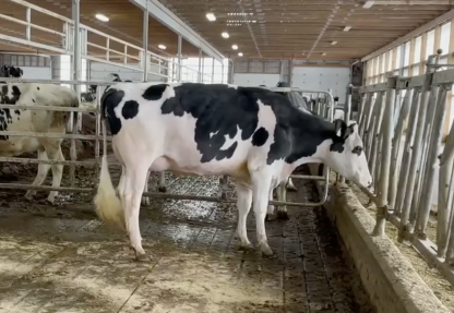 BUYER’S CHOICE OF TWO BREWMASTER COWS