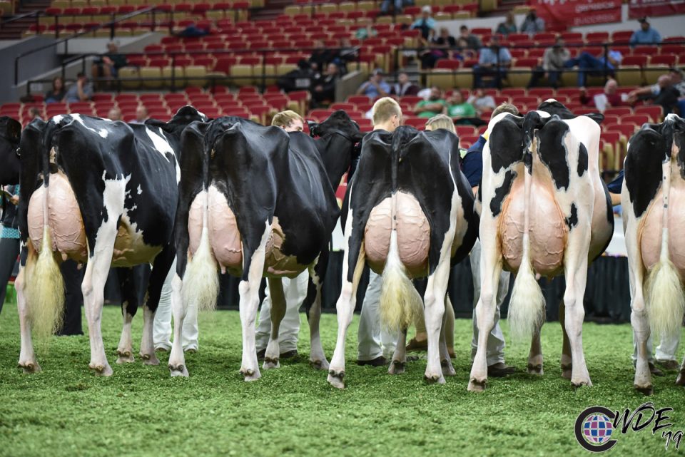 Dam of Embryos, second from left