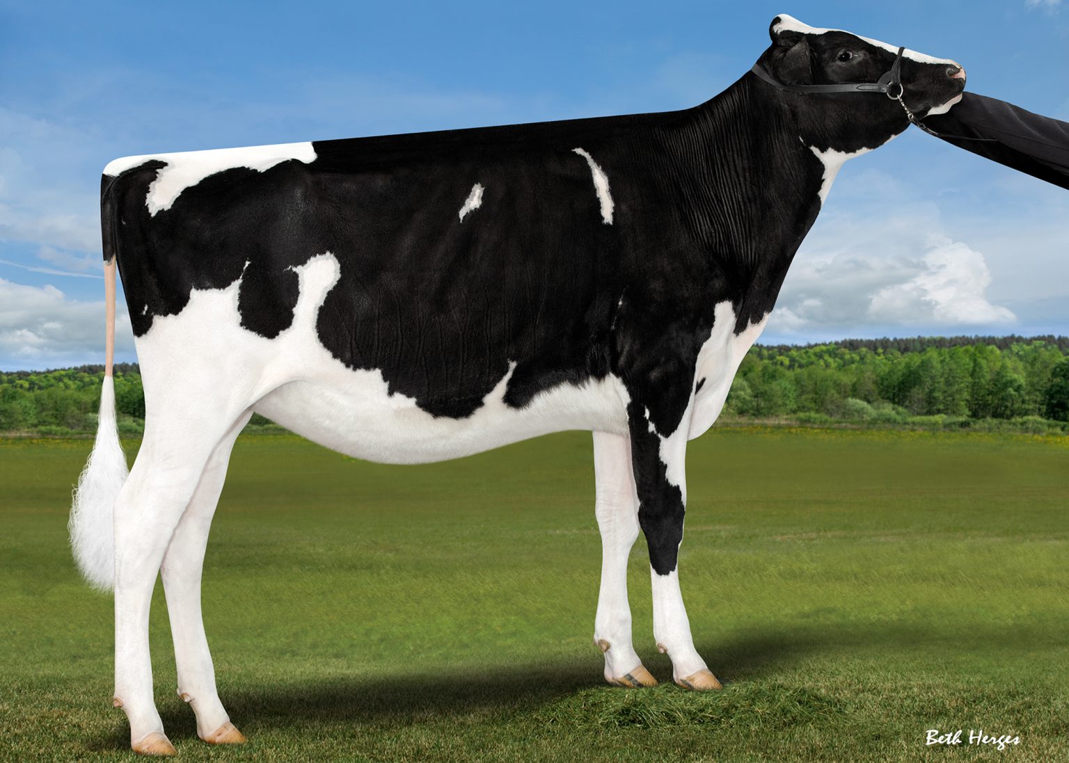 Embryos x MS SID BLEXY SLAM DUNK – CattleClub.com