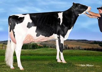 Dam: MASSICO WINBROOK CHARLY EX-93-4E