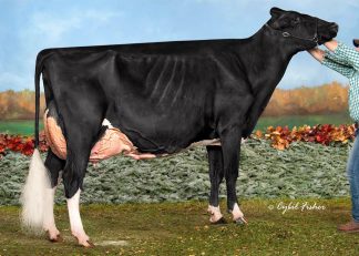 PETITCLERC GOLD SALTALAMACCHIA VG-89-2YR-2*