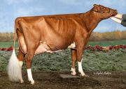Dam of lot 20 and maternal sister to lots 38 & 39
 Nominated AA in 2019 and 2020