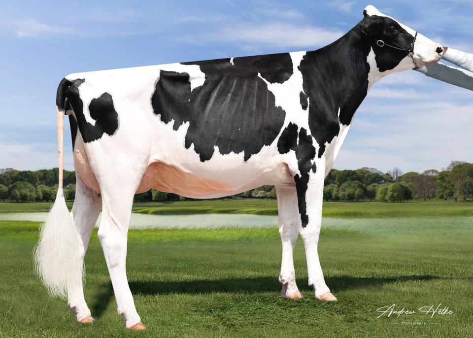 Maternal sister to lot 24. VG-87 2yr.  1st Jr 2 TN state holstein show 2021