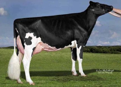 Ms brandys gold bailey EX-94 Dam of lots 15,16,43,&44