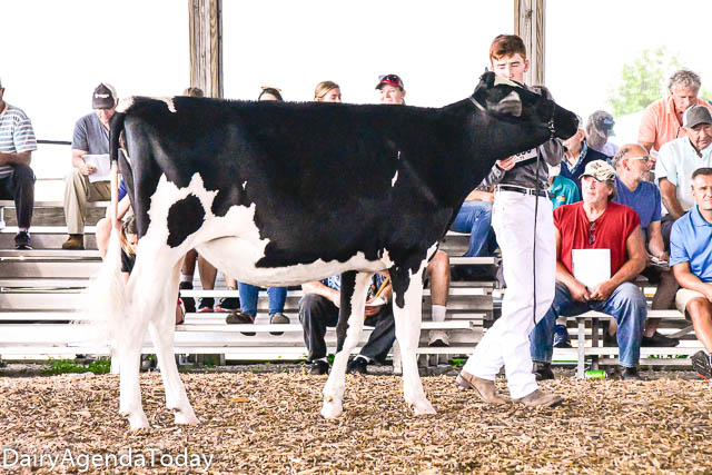 3rd Summer Yearling WI Championship Show