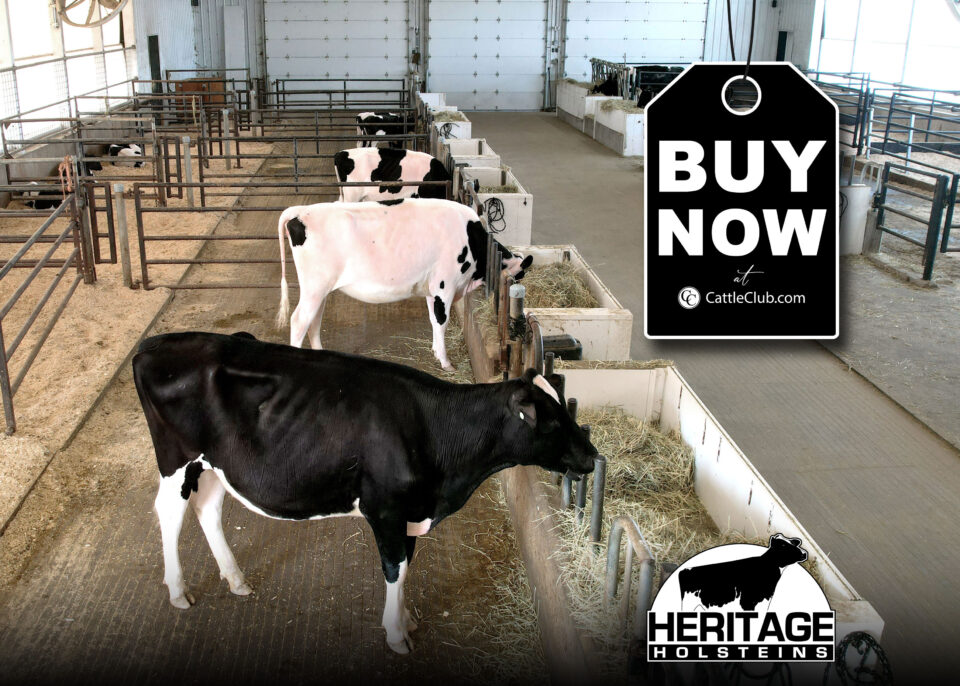 Heritage Holsteins 2024